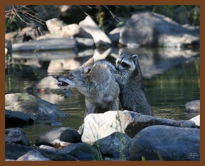 coyote-raccoon 10-20-07 4c3c1b.jpg