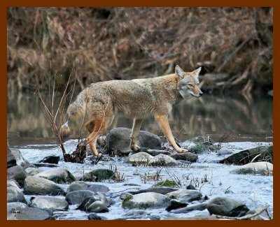 coyote 1-25-08 4c74b.jpg
