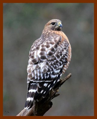 hawk-red-shouldered 1-12-08 4c60b.jpg