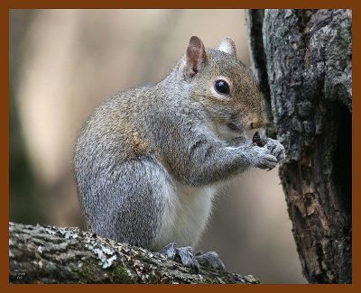 gray-squirrel 2-4-08 4c363b.jpg