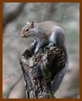 gray-squirrel 2-4-08 4c360b.jpg