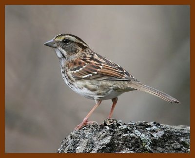 white-throated sparrow 2-4-08 4c319b.jpg
