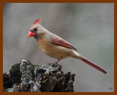 cardinal 2-4-08 4c409b.jpg