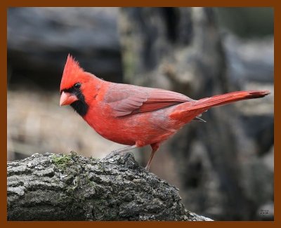 cardinal 2-4-08 4c383b.jpg