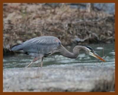 heron-great blue 2-4-08 4c483b.jpg