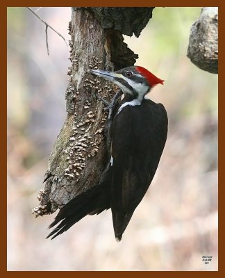 pileated woodpecker 2-4-08 4c334b.jpg