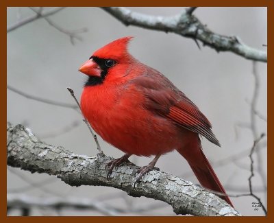 cardinal 2-3-08 4c191b.jpg