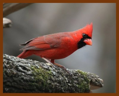 cardinal 2-3-08 4c216b.jpg