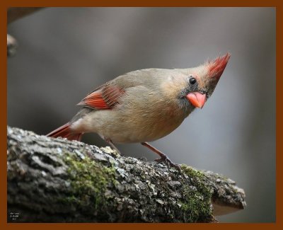 cardinal 2-3-08 4c214b.jpg