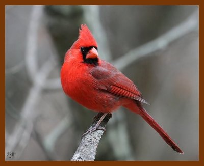 cardinal 2-7-08 4c515b.jpg
