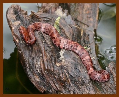cottonmouth-young 9-26-07 4c14b.jpg