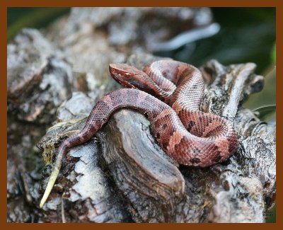 cottonmouth-young 9-25-07 4c2b.jpg