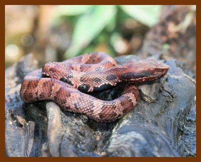 cottonmouth-young 9-26-07 4c1b.jpg