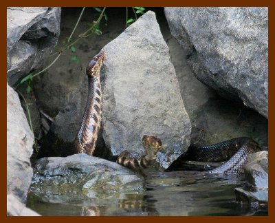cottonmouth-x2 10-2-07 4c4b.jpg