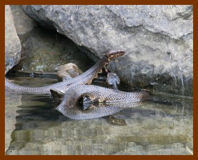 cottonmouth-x2 10-2-07 4c6b.jpg
