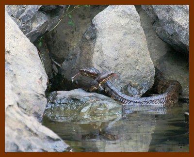 cottonmouth-x2 10-2-07 4c7b.jpg