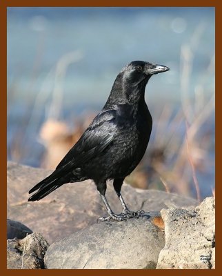 crow 2-10-08 4c594b.jpg