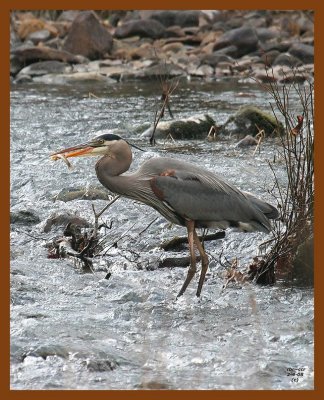 heron-great blue 2-4-08 4c450b.jpg