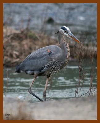 heron-great blue 2-4-08 4c485b.jpg