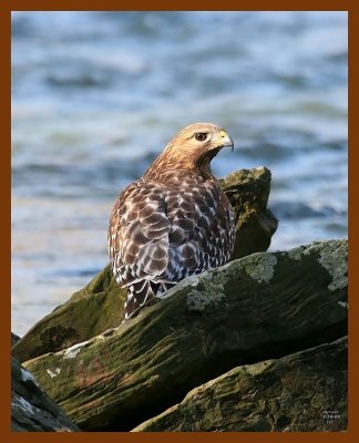 hawk-red-shouldered 2-10-08 4c627b.jpg