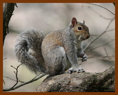 gray-squirrel 2-4-08 4c381b.jpg