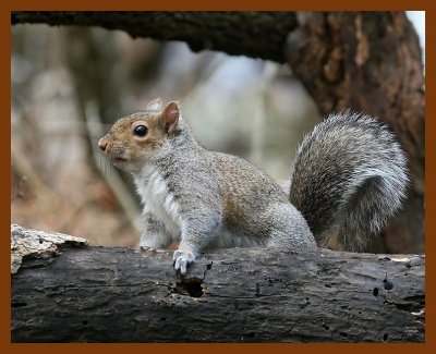 gray-squirrel 2-11-08 4c692b.jpg