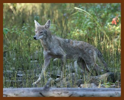 coyote 10-10-07 4c6b.jpg