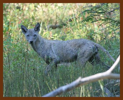 coyote 10-14-07 4c5b.jpg