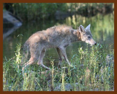 coyote 10-11-07 4c7b.jpg