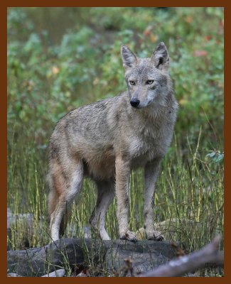 coyote 10-16-07 4c3b.jpg