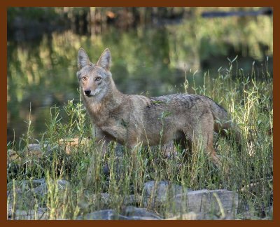 coyote 10-13-07 4c5b.jpg