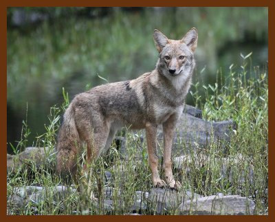 coyote 10-15-07 4c2b.jpg