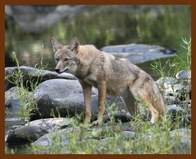 coyote 10-17-07 4c2b.jpg