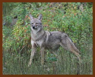 coyote 10-17-07 4c7b.jpg