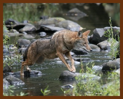 coyote 10-17-07 4c4b.jpg