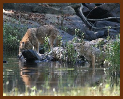 coyotes 10-12-07 4c1b.jpg