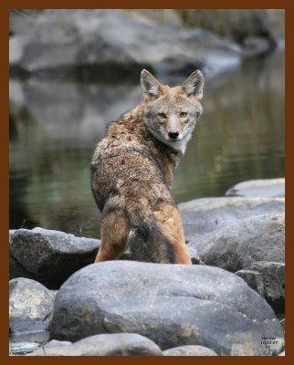 coyote 10-23-07 4c1b.jpg