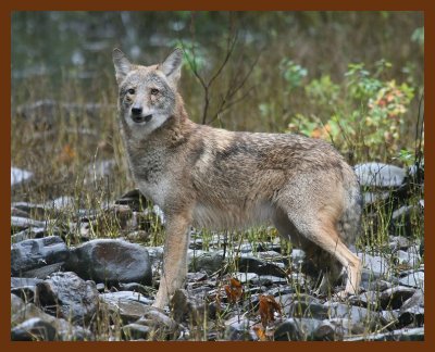 coyote 10-23-07 4c6b.jpg