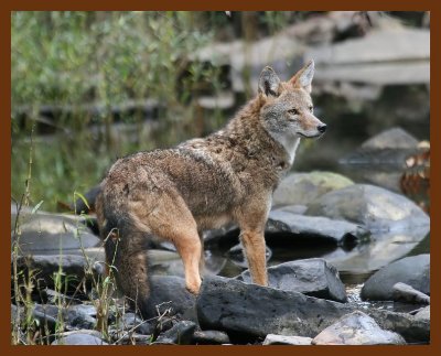 coyote 10-23-07 4c2b.jpg
