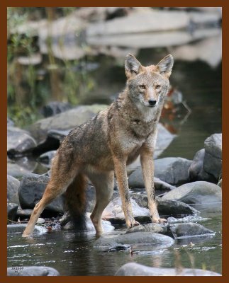 coyote 10-23-07 4c3b.jpg