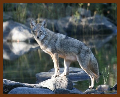coyote 10-25-07 4c3b.jpg