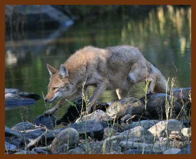 coyote 10-25-07 4c1b.jpg