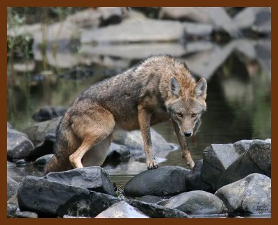 coyote 10-26-07 4c4b.jpg