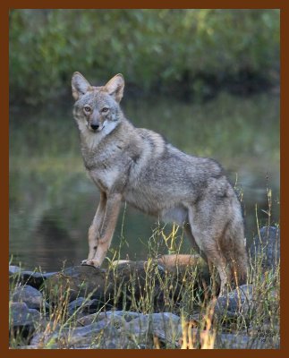 coyote 10-19-07 4c3b.jpg