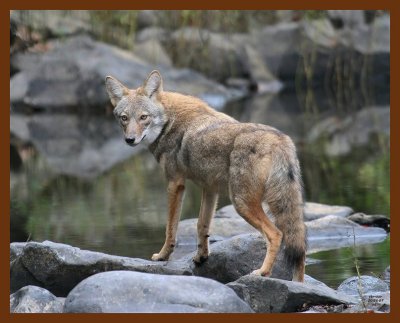coyote 10-26-07 4c2b.jpg