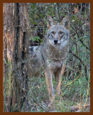 coyote 10-28-07 4c9b.jpg
