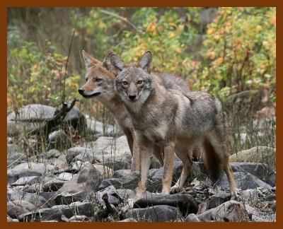 coyotes 10-26-07 4c2b.jpg