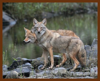 coyotes 10-26-07 4c1b.jpg