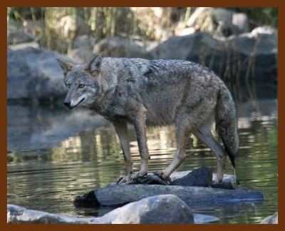 coyote 10-30-07 4c7b.jpg