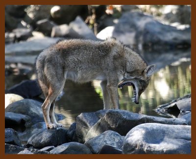 coyote 10-30-07 4c1b.jpg